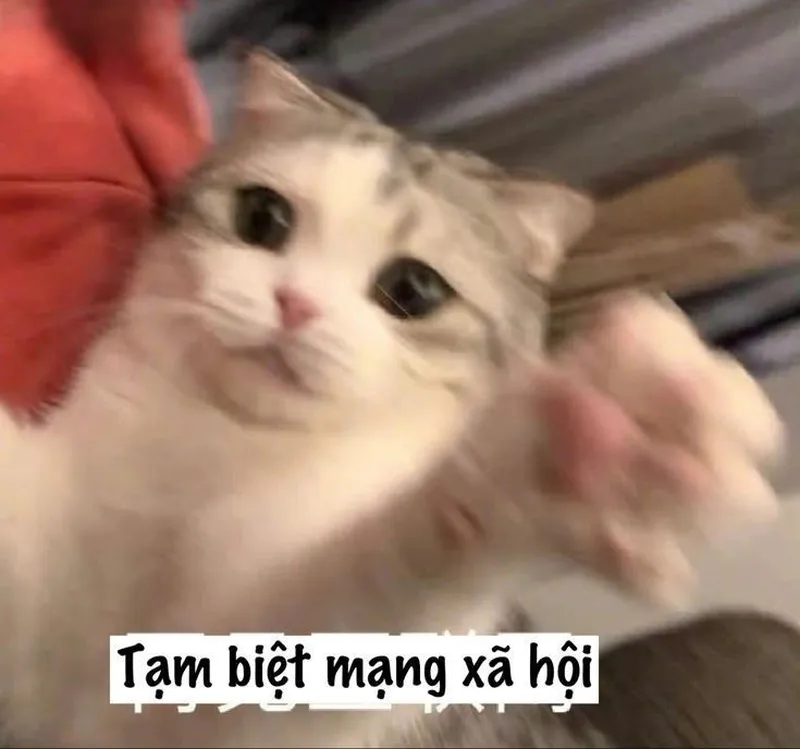 Meme cute khiến bạn không thể nhịn cười Meme cute khiến bạn không thể nhịn cười