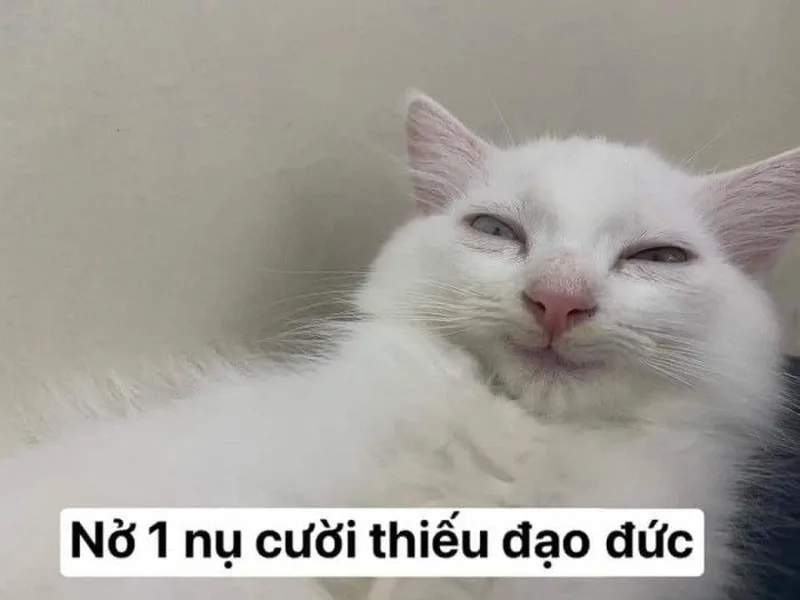 Meme em bé có chữ thật đáng yêu và vui nhộn Meme em bé có chữ thật đáng yêu và vui nhộn