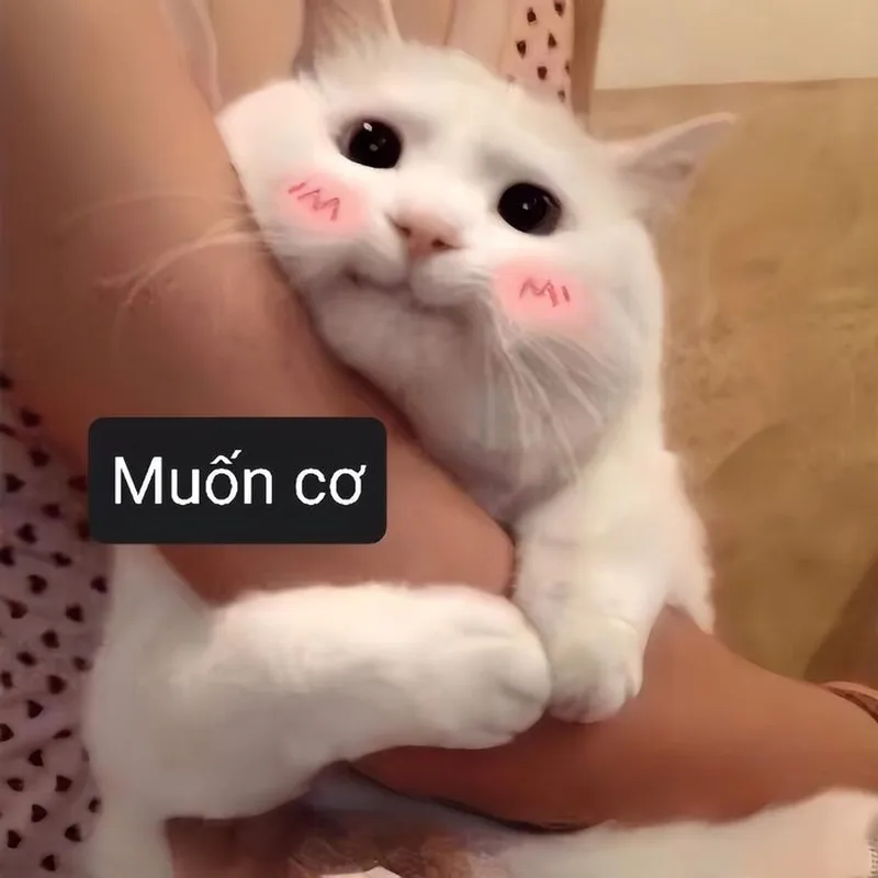 Meme không chữ khiến bạn cảm thấy thích thú Meme không chữ khiến bạn cảm thấy thích thú