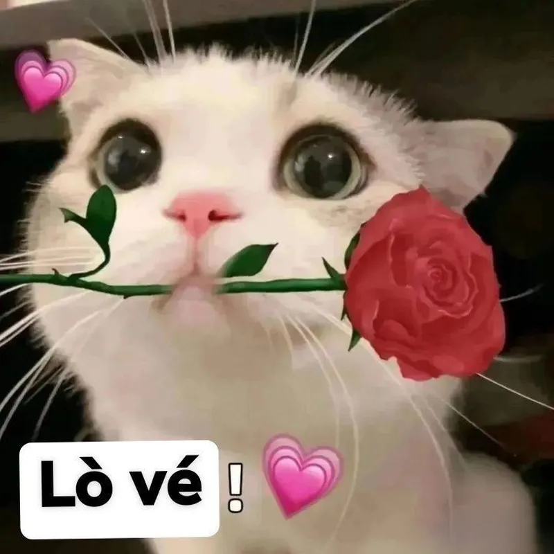 Ảnh meme cute không chữ thật dễ thương và hài hước Ảnh meme cute không chữ thật dễ thương và hài hước