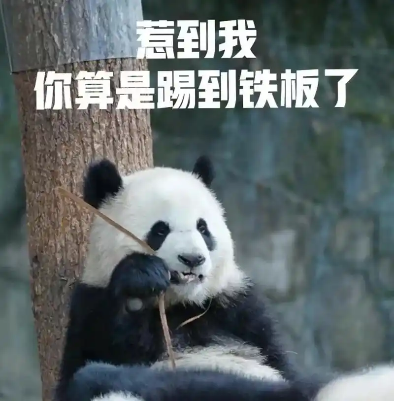 Hải ly hồng meme khiến bạn không thể rời mắt Hải ly hồng meme khiến bạn không thể rời mắt