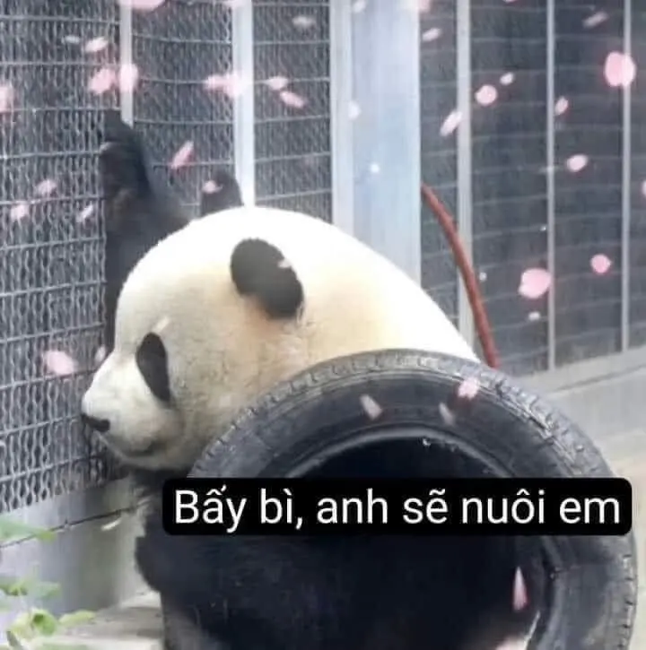 Hải ly loopy meme thật vui nhộn và thú vị Hải ly loopy meme thật vui nhộn và thú vị