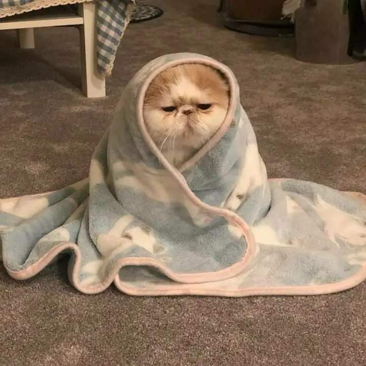 Meme hải ly loopy thật hài hước và đáng yêu Meme hải ly loopy thật hài hước và đáng yêu