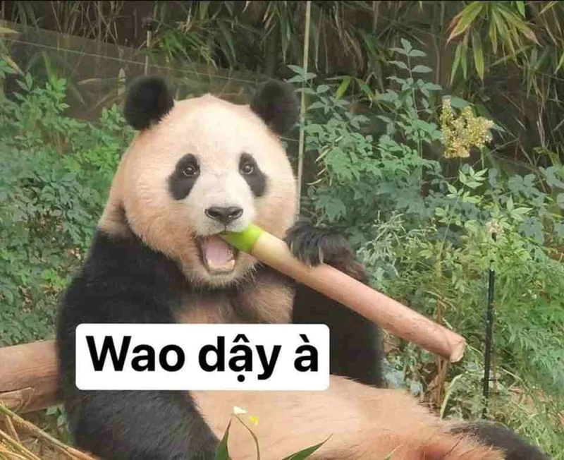 Meme thả thính trung quốc thật dễ thương và vui nhộn Meme thả thính trung quốc thật dễ thương và vui nhộn