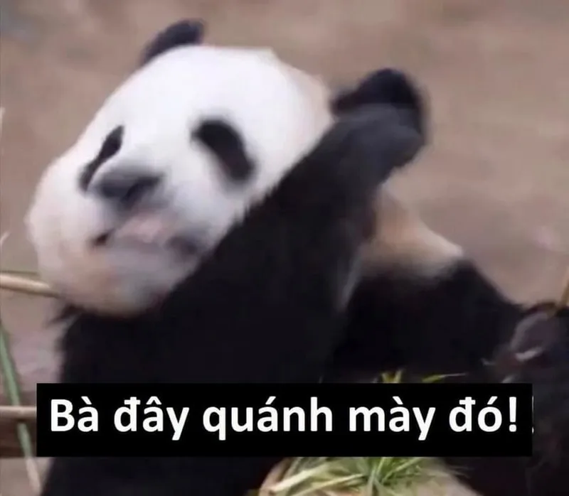 Meme rái cá trung quốc khiến bạn cảm thấy thích thú Meme rái cá trung quốc khiến bạn cảm thấy thích thú
