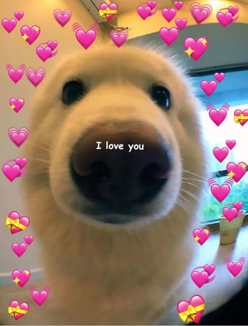 Meme ngồi im tình yêu sẽ đến thật đáng yêu Meme ngồi im tình yêu sẽ đến thật đáng yêu
