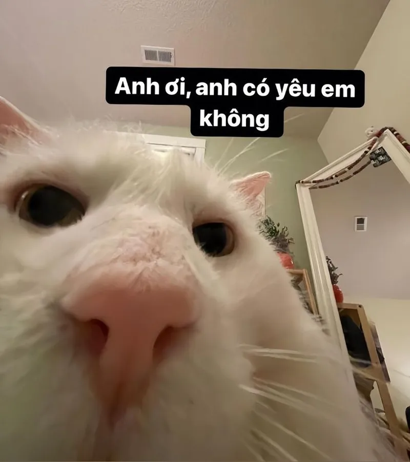 Meme tình anh em thật vui nhộn và thú vị Meme tình anh em thật vui nhộn và thú vị