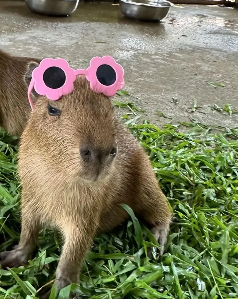 Capybara chibi vô tri biểu cảm ngây thơ kawaii 