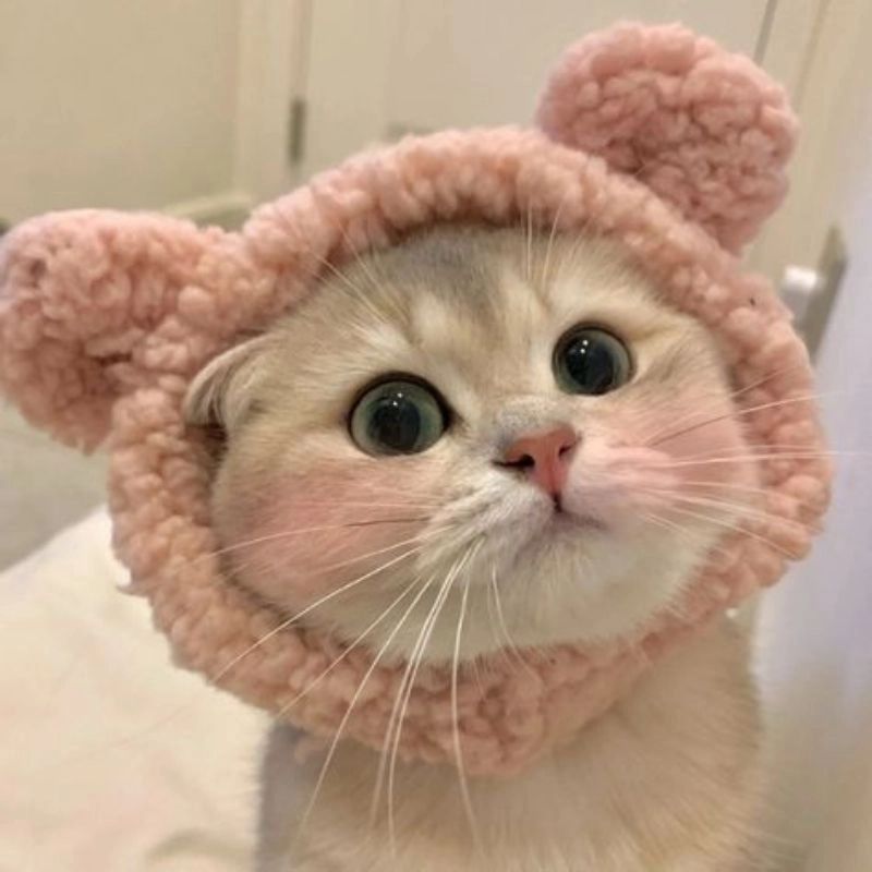 Ảnh chibi mèo cute phong cách kawaii dễ thương 