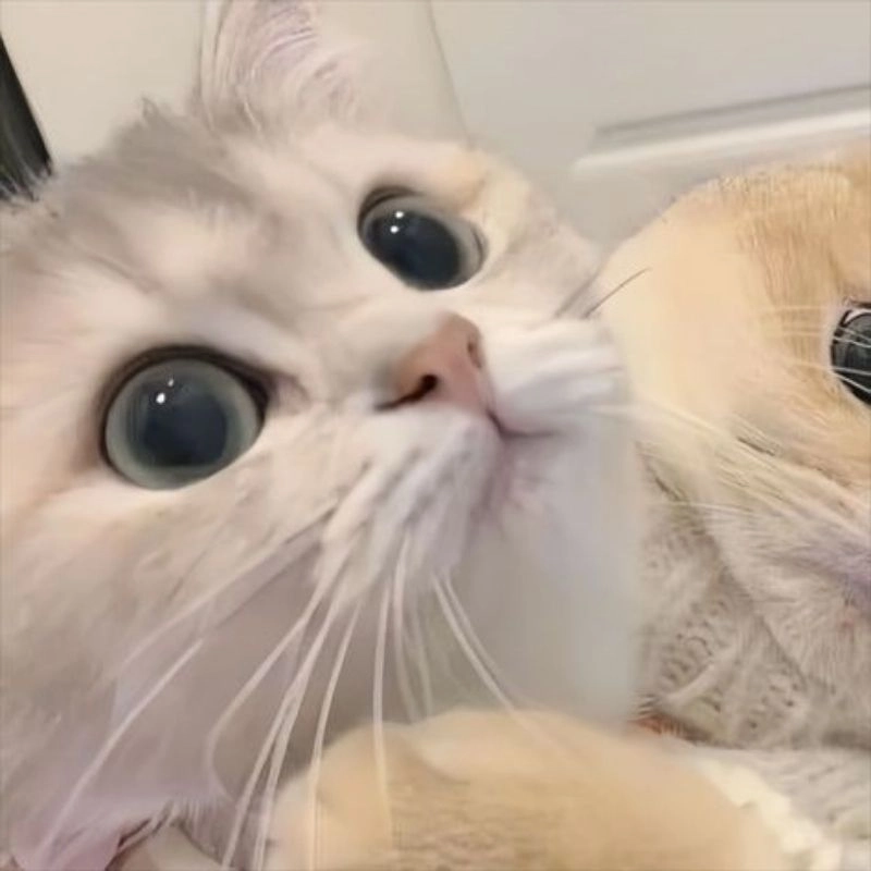 Mèo mập chibi nét vẽ mũm mĩm kawaii đáng yêu 