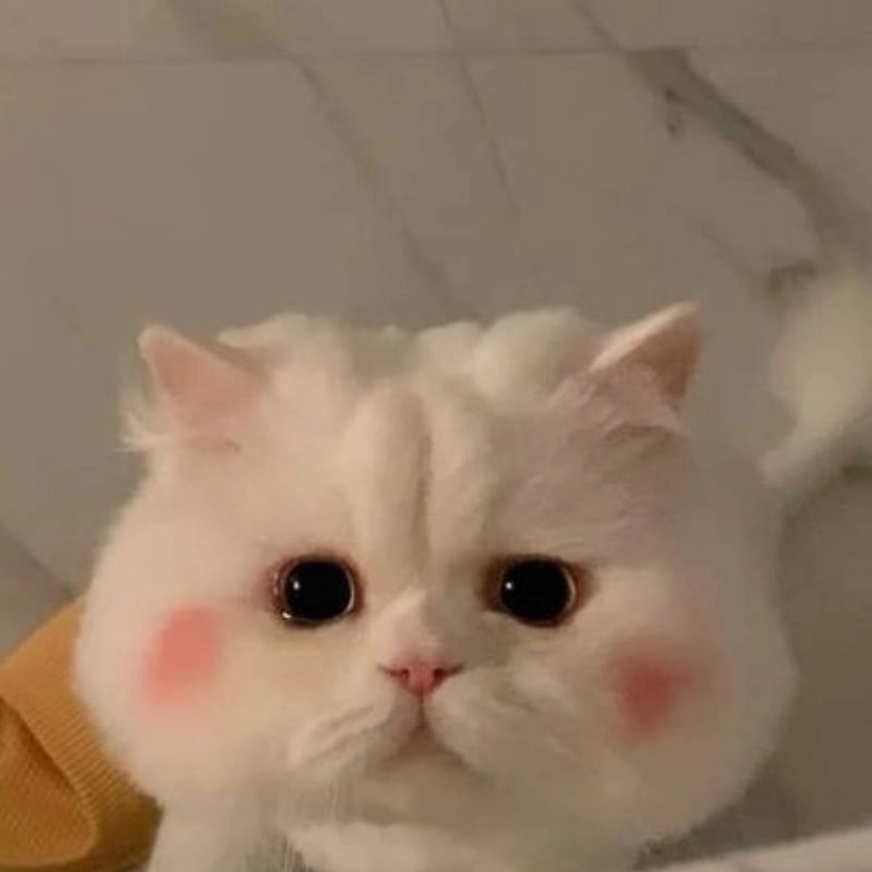 Hình chibi mèo cute phong cách ngộ nghĩnh kawaii 