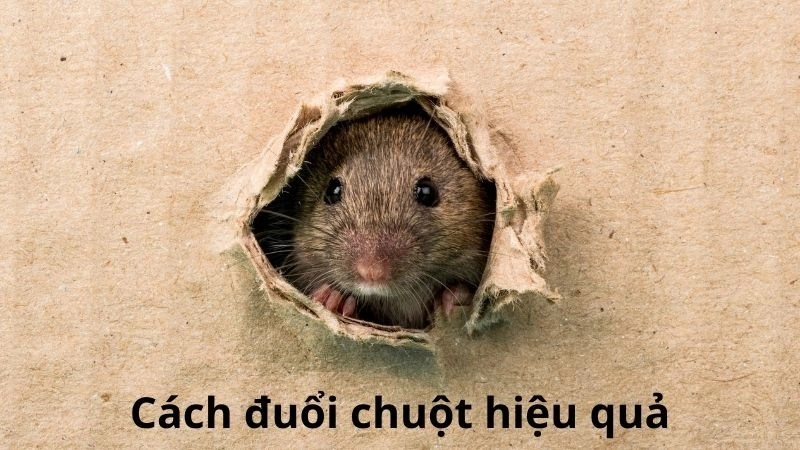 Sử dụng tinh dầu tự nhiên để đuổi chuột tận gốc