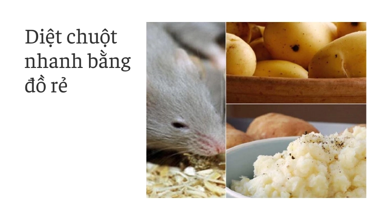 Tống khứ lũ chuột ngay hôm nay bằng nguyên liệu rẻ